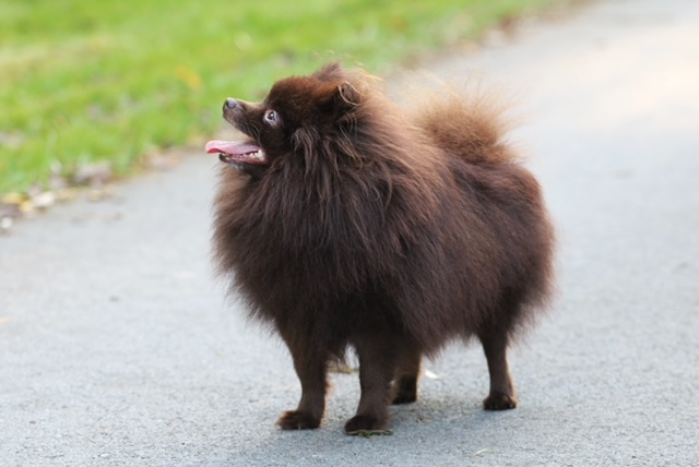 PienenpolunRuskeaTimantti2