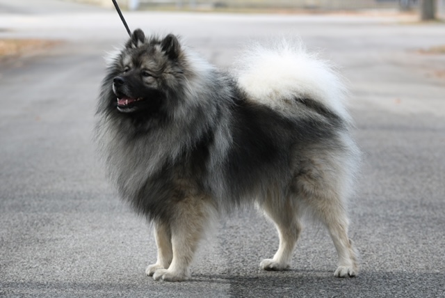 Grand Measter Gentle Barbarian1