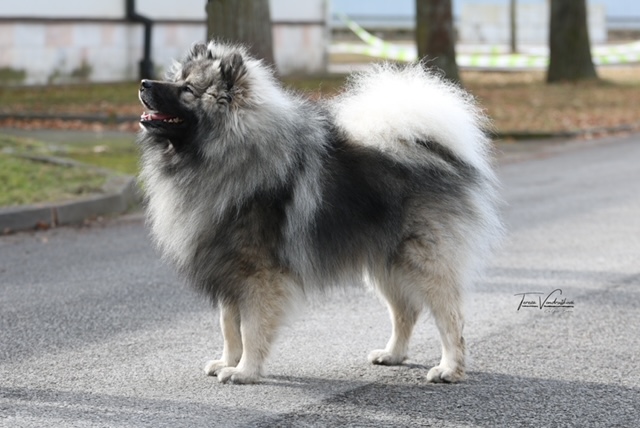 Grand Measter Gentle Barbarian2